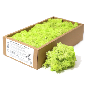 Quality Decorative Reindeer Moss - Mint Green - 635g Box