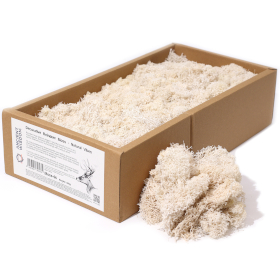 Quality Decorative Reindeer Moss - Natural Vibes - 635g Box